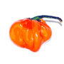 Habanero Chile Pepper - Orange